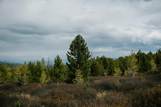 Turning Spare Acres into a 30‑Year Revenue Stream
